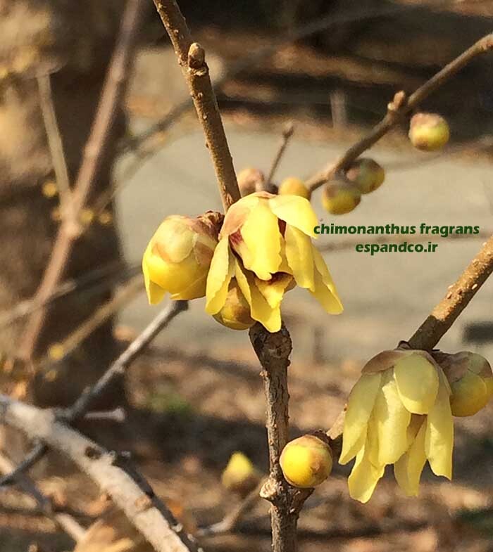  Chimonanthus fragrans seed